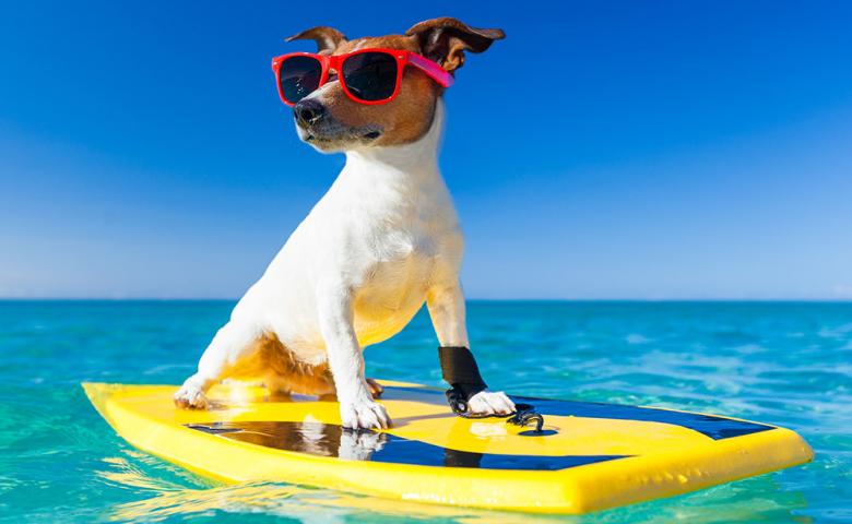 Jack Russell Terrier wearing sunglasses on a surfboard